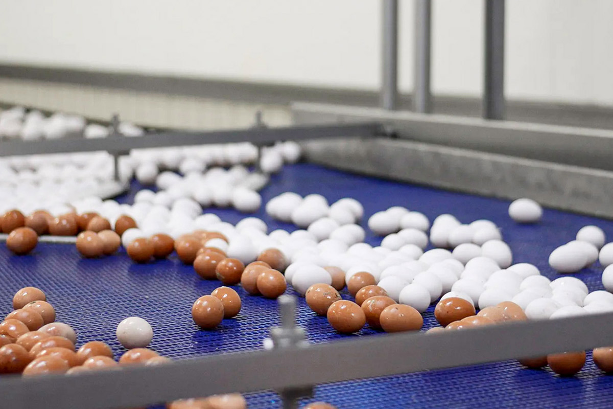 Poultry Eggs
