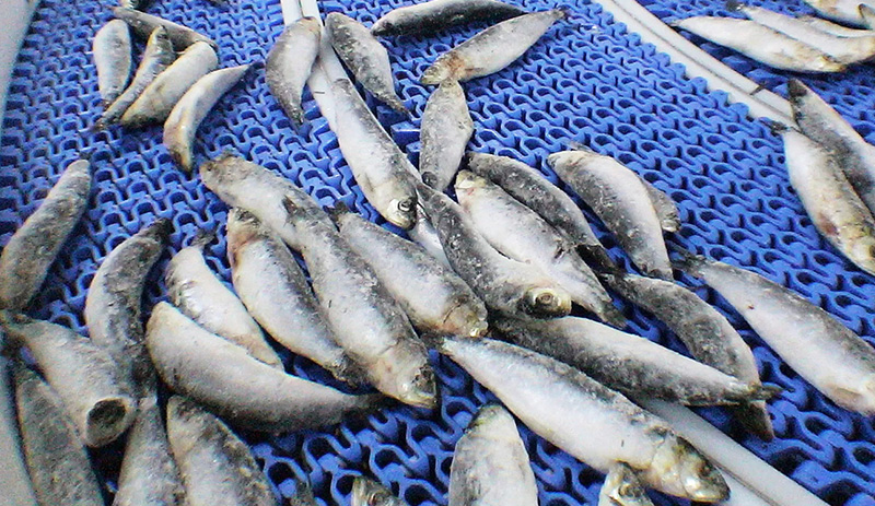 Frozen food