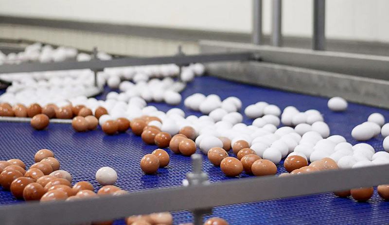 Poultry eggs